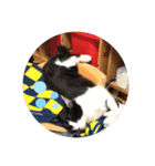 はちわれ猫(   ᷇ᵕ ᷆  )小太郎さん⑶（個別スタンプ：7）