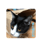 はちわれ猫(   ᷇ᵕ ᷆  )小太郎さん⑶（個別スタンプ：8）
