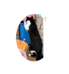 はちわれ猫(   ᷇ᵕ ᷆  )小太郎さん⑶（個別スタンプ：9）