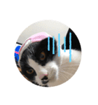 はちわれ猫(   ᷇ᵕ ᷆  )小太郎さん⑶（個別スタンプ：10）