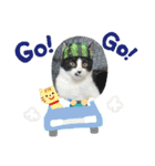 はちわれ猫(   ᷇ᵕ ᷆  )小太郎さん⑶（個別スタンプ：11）