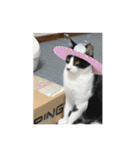 はちわれ猫(   ᷇ᵕ ᷆  )小太郎さん⑶（個別スタンプ：12）