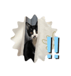 はちわれ猫(   ᷇ᵕ ᷆  )小太郎さん⑶（個別スタンプ：13）