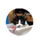 はちわれ猫(   ᷇ᵕ ᷆  )小太郎さん⑶（個別スタンプ：14）