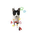 はちわれ猫(   ᷇ᵕ ᷆  )小太郎さん⑶（個別スタンプ：15）