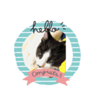 はちわれ猫(   ᷇ᵕ ᷆  )小太郎さん⑶（個別スタンプ：16）