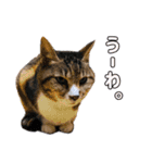ちょっと偉そうなネコのスタンプ（個別スタンプ：8）