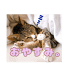 ちょっと偉そうなネコのスタンプ（個別スタンプ：10）