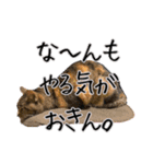 ちょっと偉そうなネコのスタンプ（個別スタンプ：11）
