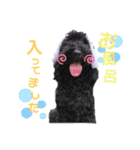 らむかいれいスタンプ2（個別スタンプ：4）