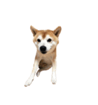シンプル動物001（個別スタンプ：3）