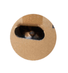 シンプル動物001（個別スタンプ：8）