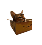 シンプル動物001（個別スタンプ：16）