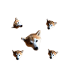 シンプル動物001（個別スタンプ：39）