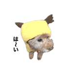 モコとクゥだよ（個別スタンプ：31）