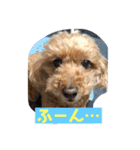 トイプードルのクゥ④（個別スタンプ：1）