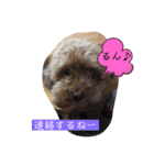 トイプードルのクゥ④（個別スタンプ：6）