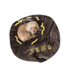 トイプードルのクゥ④（個別スタンプ：9）