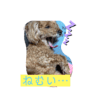 トイプードルのクゥ④（個別スタンプ：10）