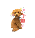 名犬ププ（個別スタンプ：1）