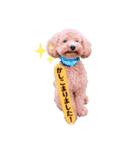 名犬ププ（個別スタンプ：2）