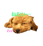 名犬ププ（個別スタンプ：3）
