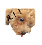 名犬ププ（個別スタンプ：5）