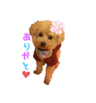 名犬ププ（個別スタンプ：6）