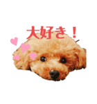 名犬ププ（個別スタンプ：8）