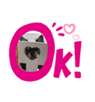 黒チワワ！（個別スタンプ：3）