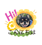 黒チワワ！（個別スタンプ：9）