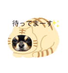 黒チワワ！（個別スタンプ：10）