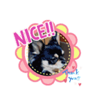 黒チワワ！（個別スタンプ：17）