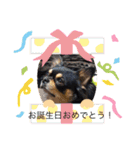 黒チワワ！（個別スタンプ：19）