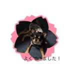 黒チワワ！（個別スタンプ：20）