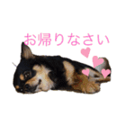 黒チワワ！（個別スタンプ：21）