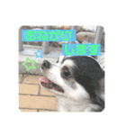 らぶくんのスタンプ（個別スタンプ：12）