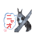 エゾリーのまいにち（個別スタンプ：9）