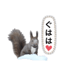 エゾリーのまいにち（個別スタンプ：13）