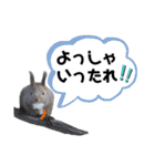 エゾリーのまいにち（個別スタンプ：16）