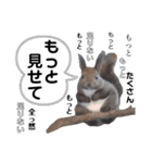 エゾリーのまいにち（個別スタンプ：21）