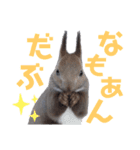 エゾリーのまいにち（個別スタンプ：22）