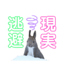 エゾリーのまいにち（個別スタンプ：26）