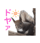 エゾリーのまいにち（個別スタンプ：29）