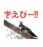 エゾリーのまいにち（個別スタンプ：30）