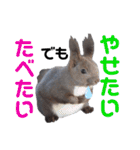 エゾリーのまいにち（個別スタンプ：32）