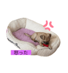 Callua（個別スタンプ：5）