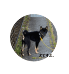 kinakoの犬好きスタンプ（個別スタンプ：1）