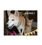 kinakoの犬好きスタンプ（個別スタンプ：3）