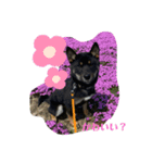 kinakoの犬好きスタンプ（個別スタンプ：5）
